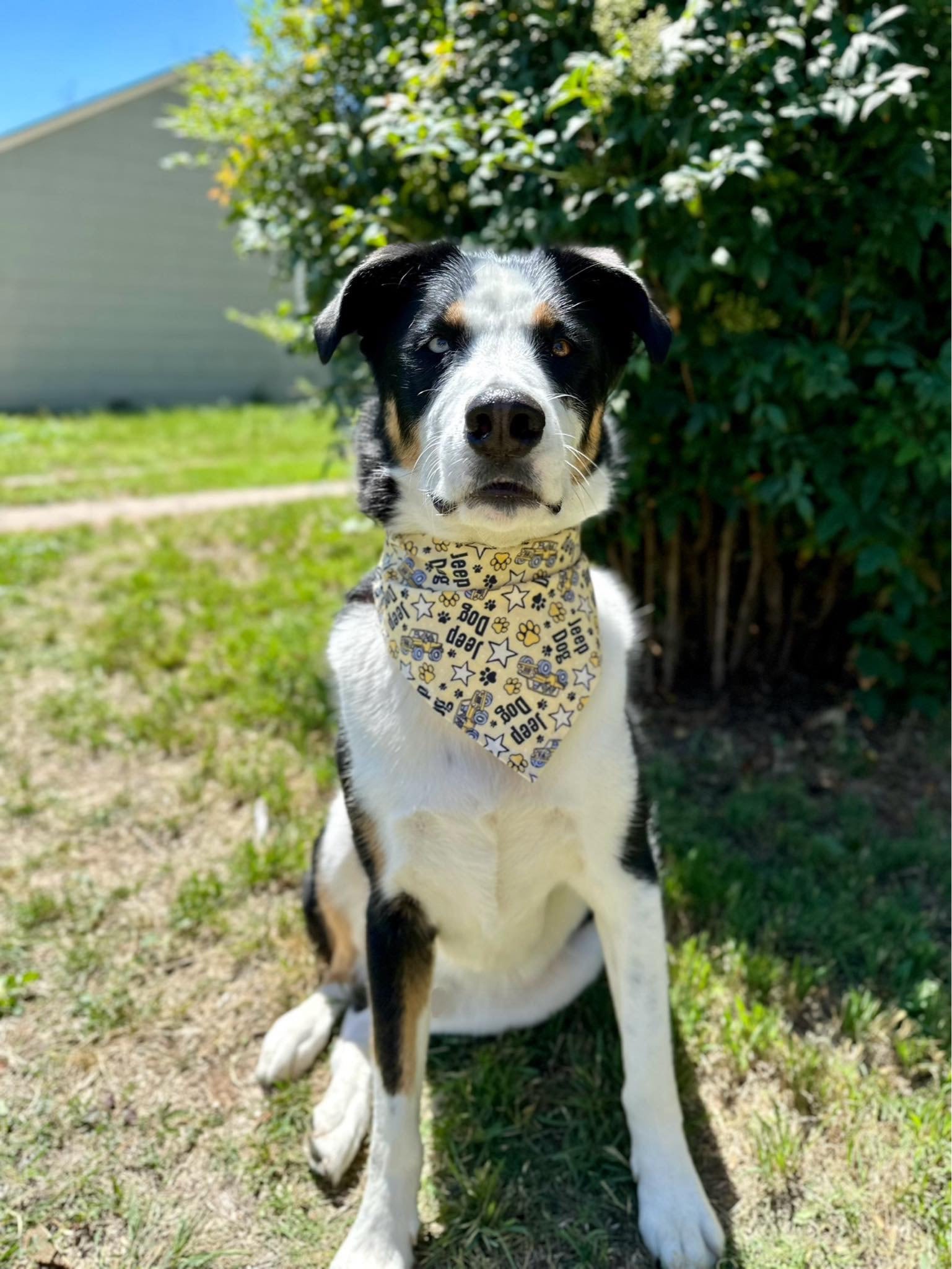 Jeep Dog Bandana Bandana Boujee